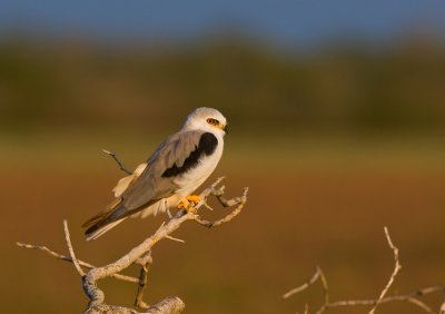 White-tailed Kite (Elanus leucurus)