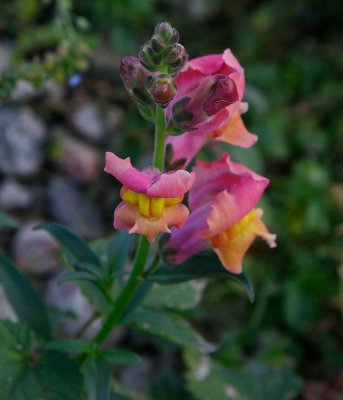 Lejongap (Antirrhinum majus)