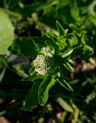 Luktreseda (Reseda odorata)