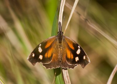 American Idia Moth (Libytheana carinenta)