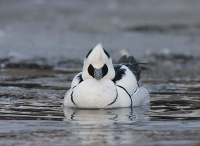 Smew (Mergellus albellus)