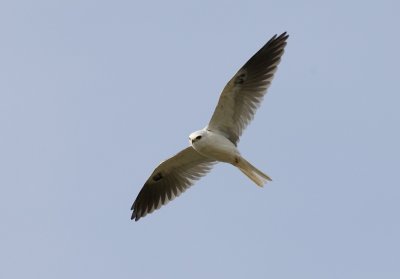 White-tailed Kite (Elanus leucurus)