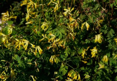 Gul nunnert (Pseudofumaria lutea)