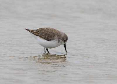 Western Sandpiper (Calidris mauri)