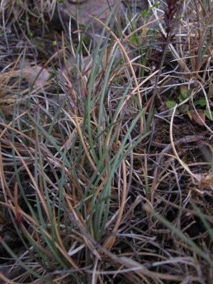 Rdsvingel (Festuca rubra ssp. oelandica)