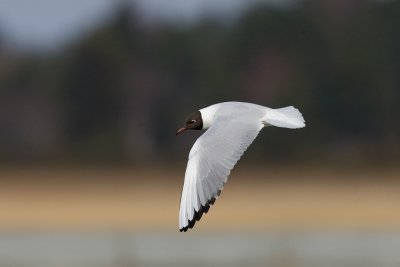 Black-headed Gull (Larus ridibundus)