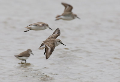 Western Sandpiper (Calidris mauri)