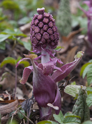 Pestskrp (Petasites hybridus)