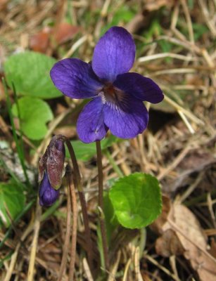 Luktviol (Viola odorata)