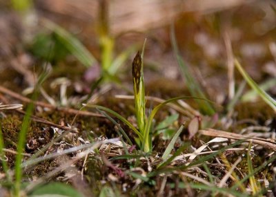 Vrstarr (Carex caryophyllea)
