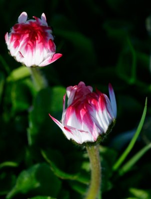 Tusenskna (Bellis perennis)