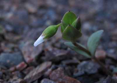 Fgelarv (Holosteum umbellatum)