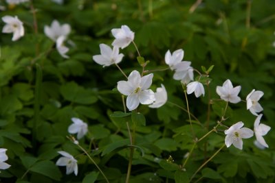 Vitsippsruta (Isopyrum thalictroides)