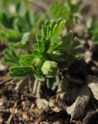 Smfingerrt (Potentilla neumanniana)