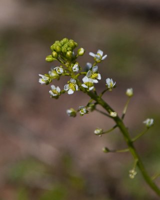 Penningört (Thlaspi arvense)