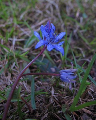 Tidig blstjrna (Scilla bifolia)