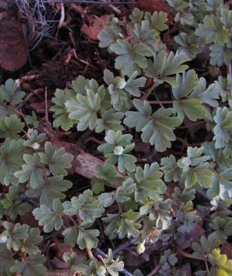 Gullpudra (Chrysosplenium alternifolium)