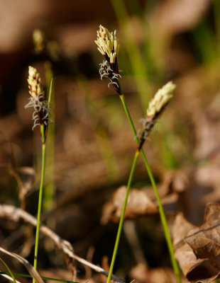 Lundstarr (Carex montana)