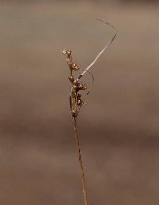 Syltåg (Juncus tenuis)