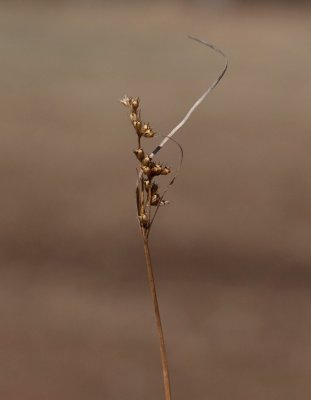 Syltg (Juncus tenuis)