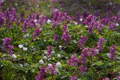 Hlnunnert (Corydalis cava)