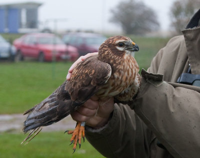 Montagus Harrier (Circus pygargus)