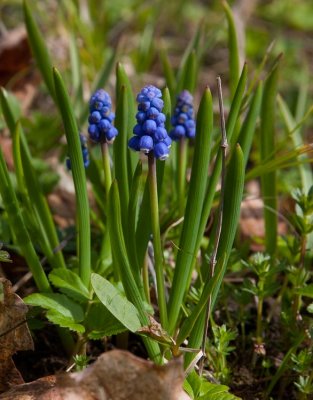 Prlhyacint (Muscari botryoides)