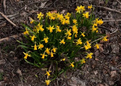 Miniatyrpsklilja (Narcissus asturiensis)