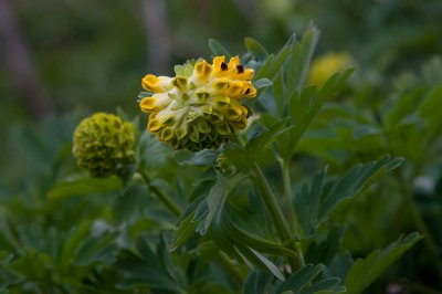 Sibirisk nunnert (Corydalis nobilis)