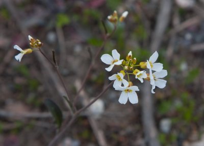Grustrav (Arabidopsis suecica)