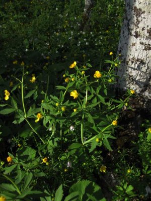 Lundsmörblomma (Ranunculus cassubicus)