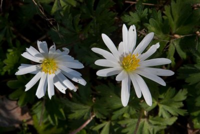 Balkansippa (Anemone blanda)