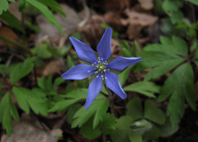 Vitsippa (Anemone nemorosa ), blå variant