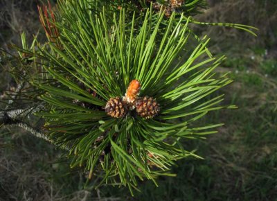 Fransk bergtall (Pinus mugo ssp. uncinata)