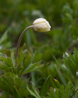 Tovsippa (Anemone sylvestris)