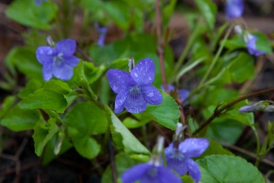 Lundviol (Viola reichenbachiana)