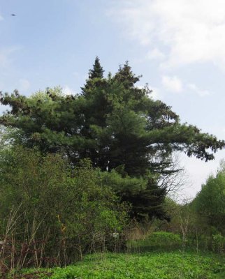 Weymouthtall (Pinus strobus)