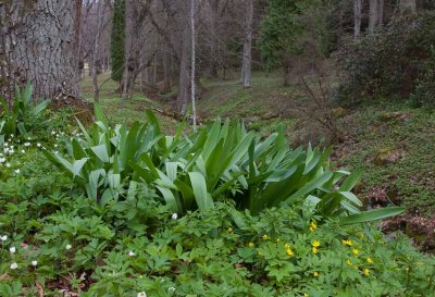 Jttelk (Allium giganteum)