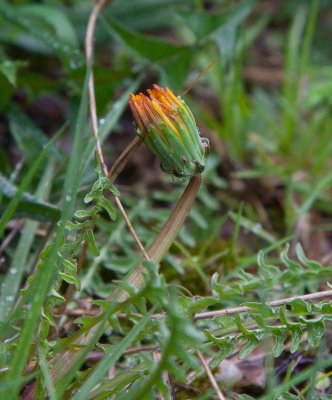 Pysslingmaskros (Taraxacum platyglossum)