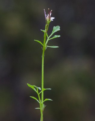 Kärrbräsma (Cardamine pratensis ssp. paludosa)