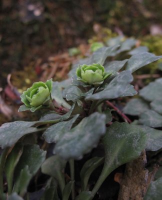 Sljbrcka (Saxifraga cuneifolia)
