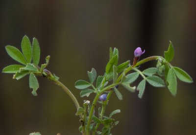 Liten sommarvicker (Vicia sativa ssp. nigra)