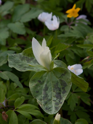 Vitt jttetreblad (Trillium albidum)