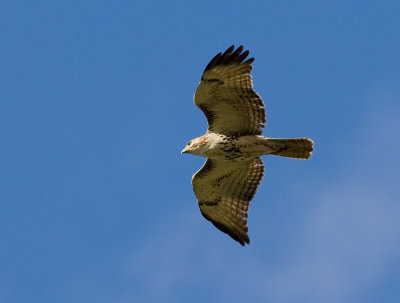 Red-tailed Hawk (Buteo jamaicensis)