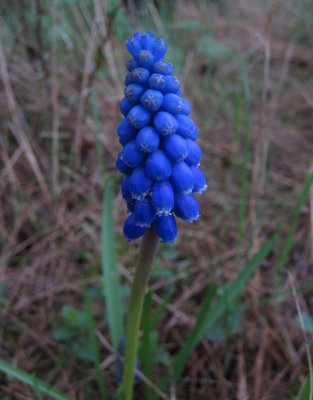 Armenisk prlhyacint (Muscari armeniacum)