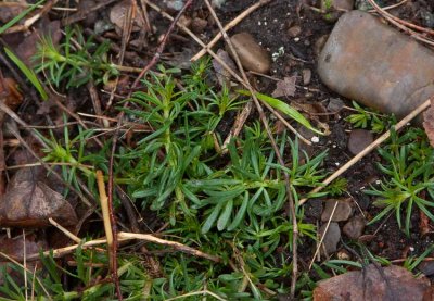 Mossflox (Phlox subulata)