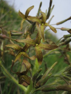 Sorgrt (Hesperis tristis)