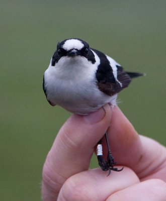 Collared Flycatcher (Ficedula albicollis)