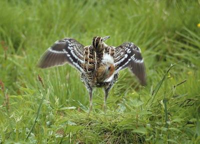 Great Snipe (Gallinago media)