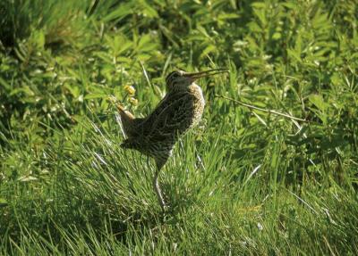 Great Snipe (Gallinago media)